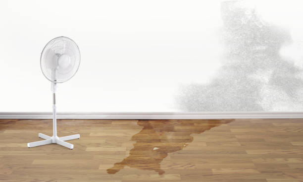 Best Water damage restoration near me  in South Laurel, MD